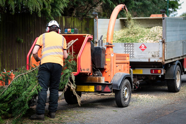 Best Root Management and Removal  in Brookville, NY