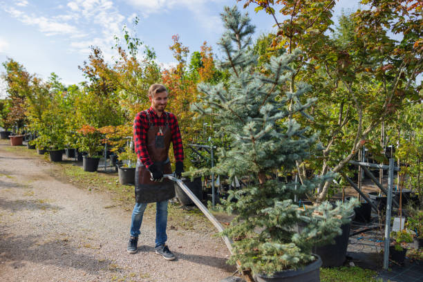 Trusted Brookville, NY Tree Care Services Experts