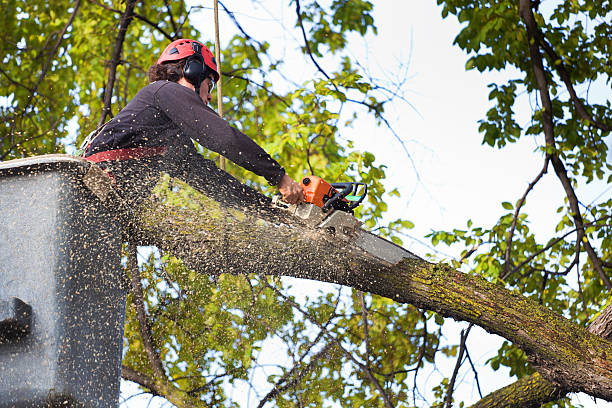 How Our Tree Care Process Works  in  Brookville, NY